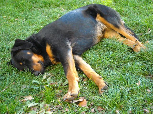 domainedelalicorne.fr photo chien beauceron photo chiot beauceron Elevage de beauceron chiot beauceron pure race élevage du clos de la licorne elevage des gardiens de la licorne elevage beauceron noir et feu authentique gros gabarits élevage de Beauceron familial sérieux et qualité domainedelalicorne.fr suivi des chiots conseil d’éducation chiot propre bas rouge santé caractère spécialiste du beauceron noir et feu ou arlequin chien rustique berger de France  nos chiots sont élevés avec amour et attention notre passion au service de la qualité Beauceron de qualité et sportif domaine de la licorne 04380 BARRAS élevage en liberté éleveur berger de beauce élevage de beauceron de travail 06 11 20 51 93 site domainedelalicorne.fr mail domainedelalicorne@gmail.com